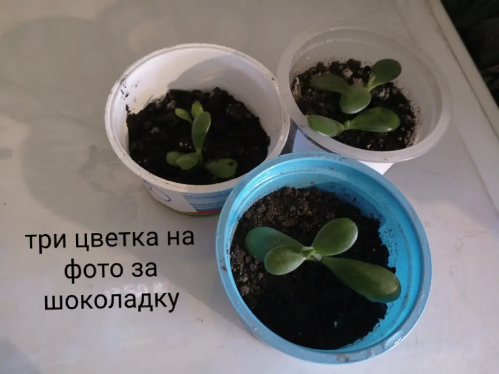 денежные деревья