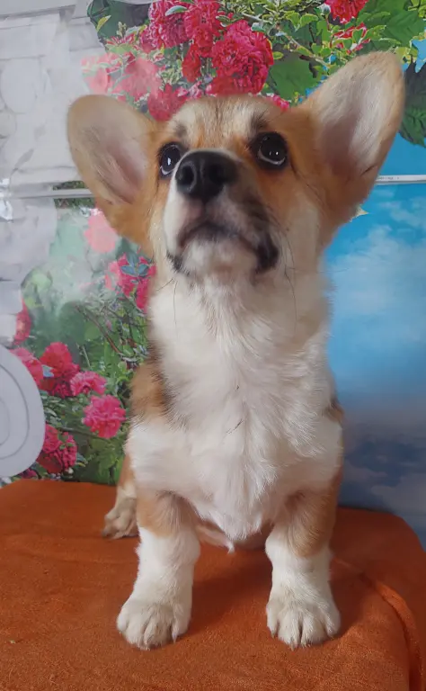 Вельш корги пемброк