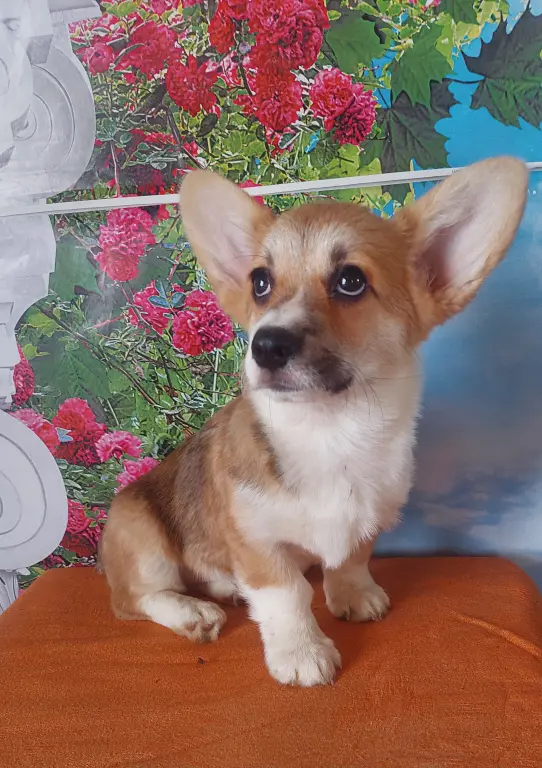 Вельш корги пемброк