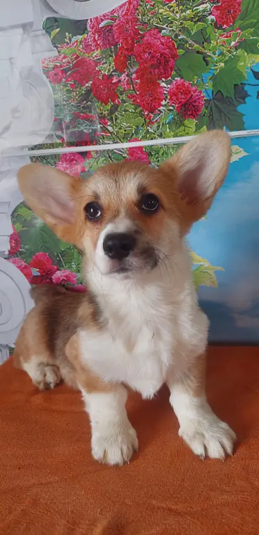 Вельш корги пемброк