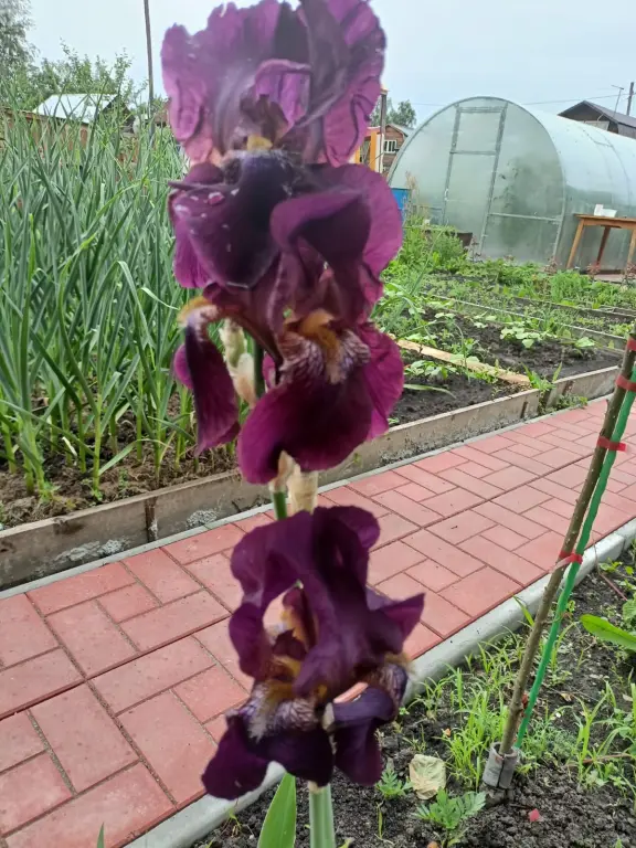 Тротуарна плитка "Калифорния" 300*300*30мм серая