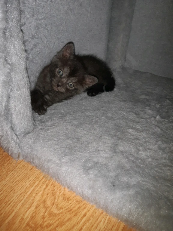 Отдам даром