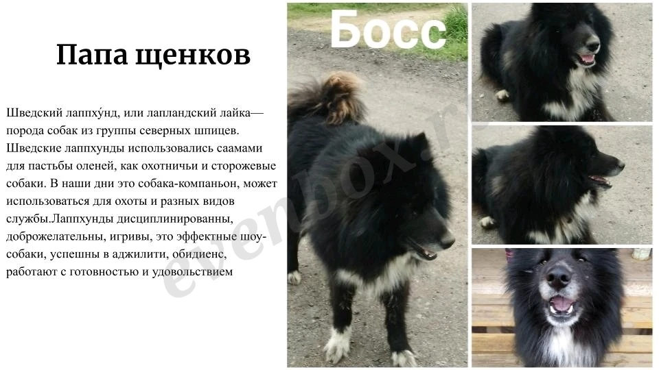 Девочка метис Лапхунт и РЕЛ