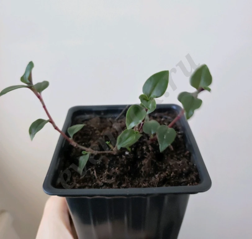 Рассада традесканции приречной