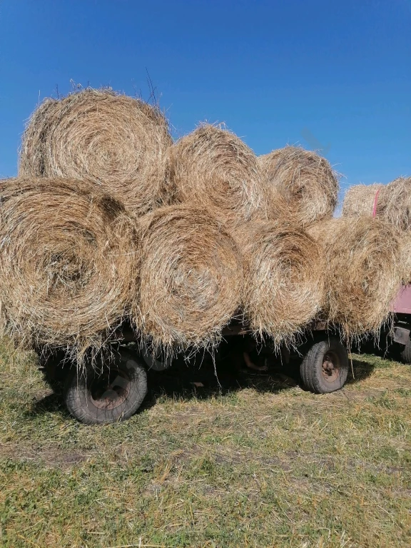 сено в рулонах и квадратных тюках