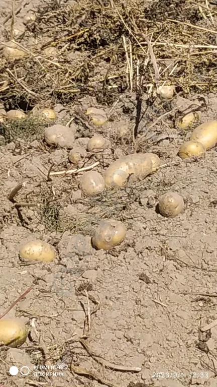 свойский картофель