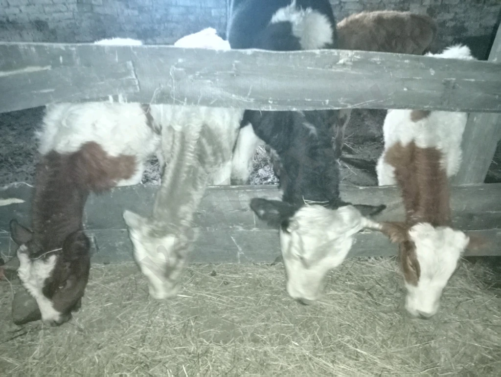 Участок с фермой