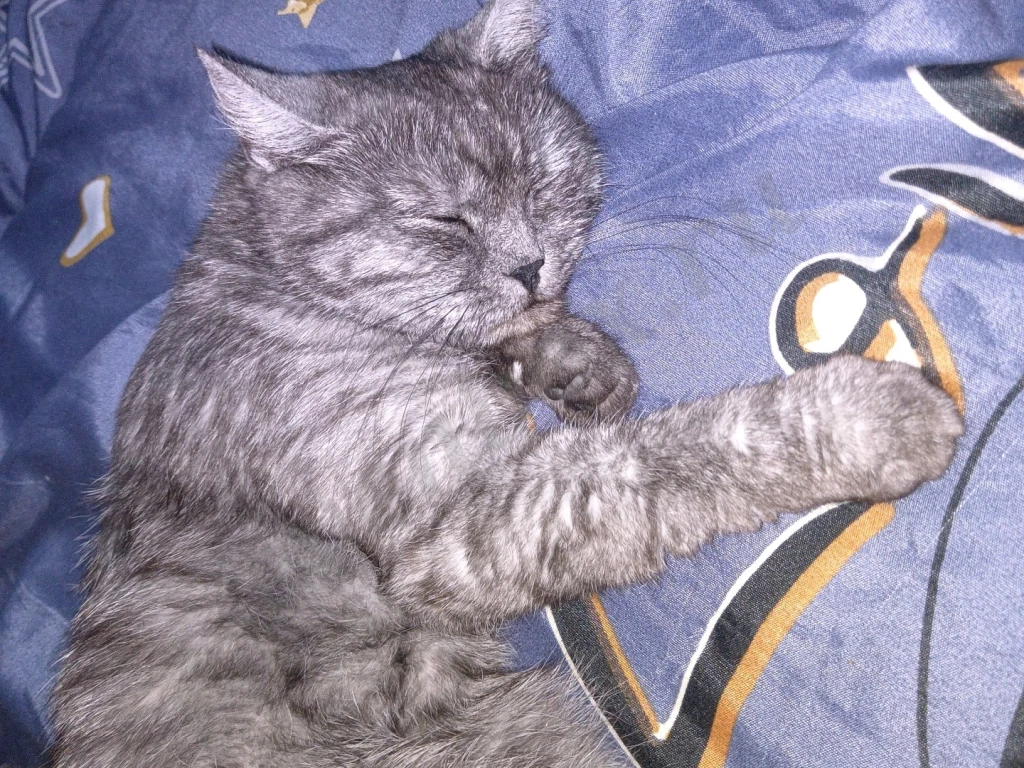 Отдаю срочно, кошка шотландская