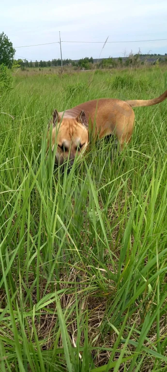 Щенки Американского Питбуля