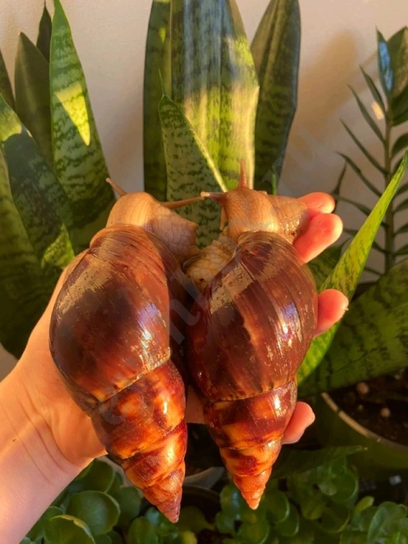 Породистые улитки сухопутные