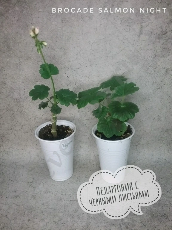 Пеларгония герань Appleblossom rosebud, Brocade salmon night