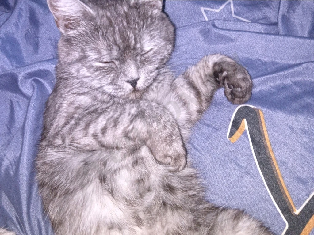 Отдаю срочно, кошка шотландская