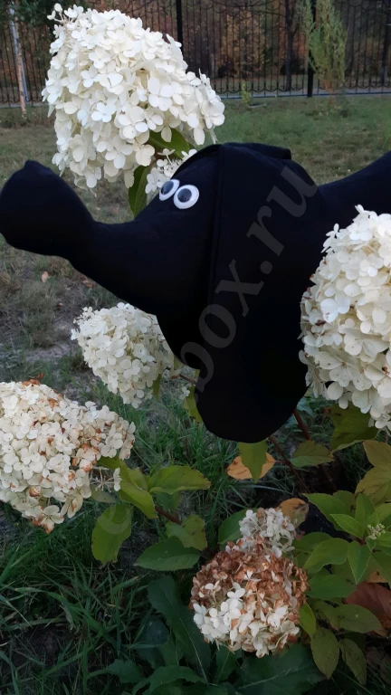 Такса Блэки