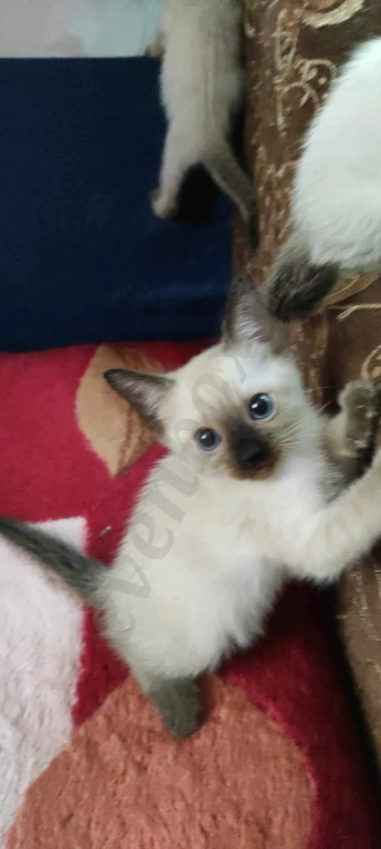 Чистокровные тайские котята