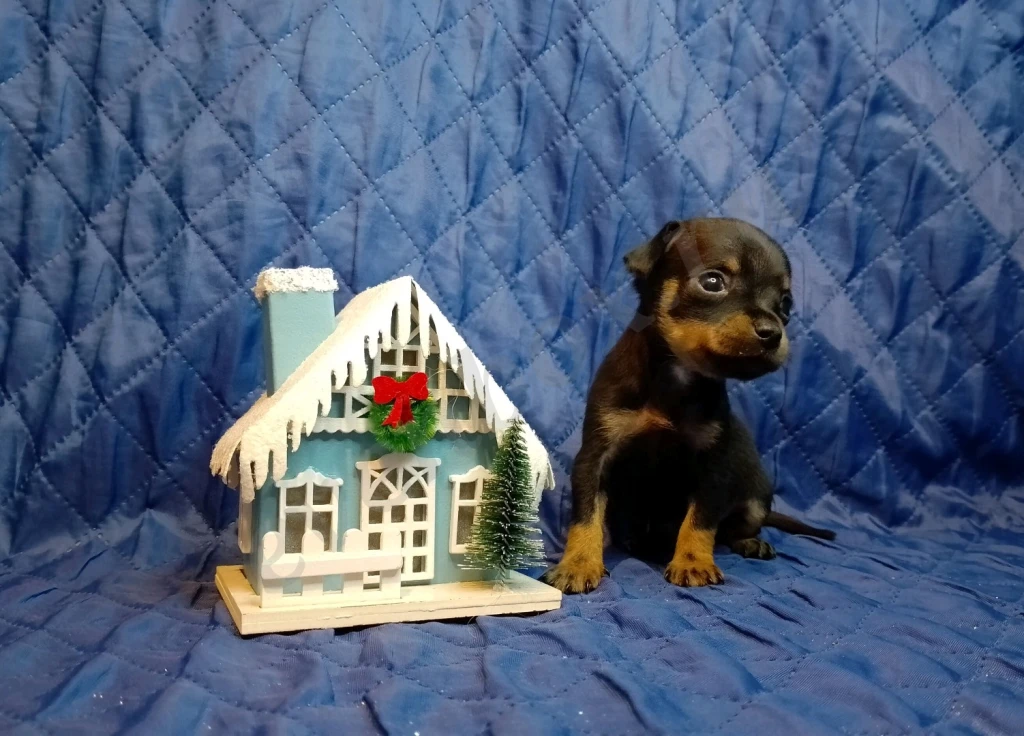 Щенки русского тоя