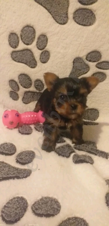 Йоркширский терьер