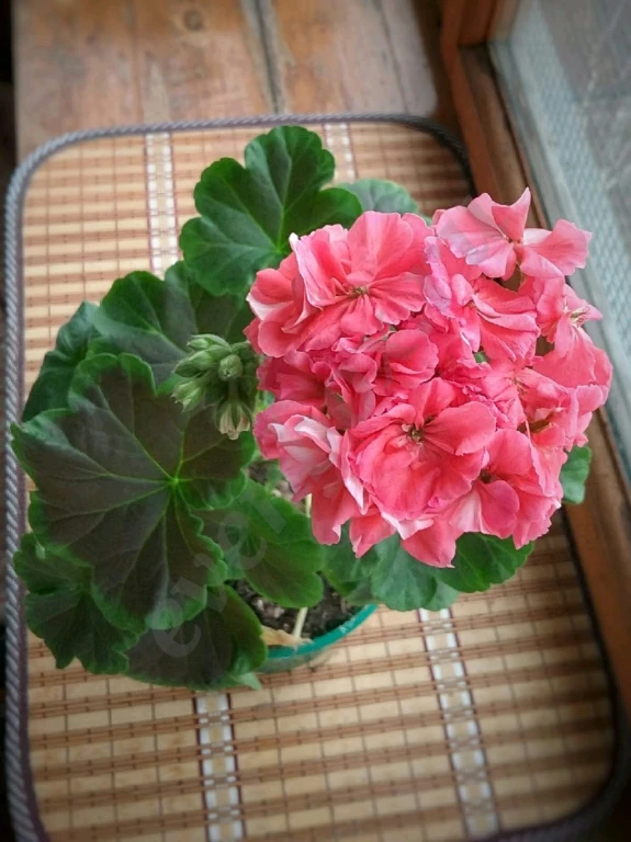 Пеларгония герань Appleblossom rosebud, Brocade salmon night