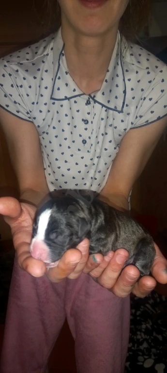 Щенки Американского Питбуля