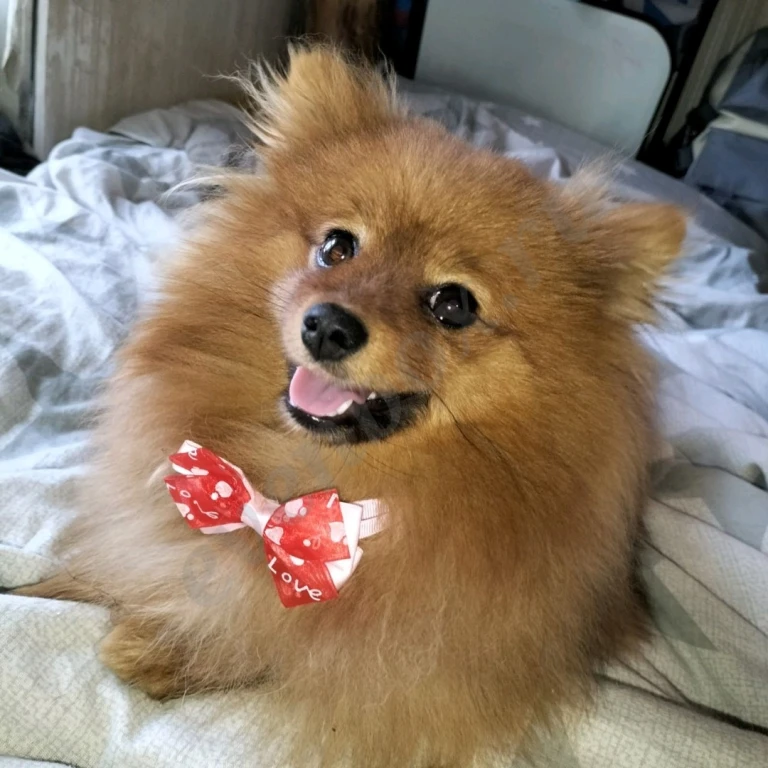 Малый немецкий шпиц