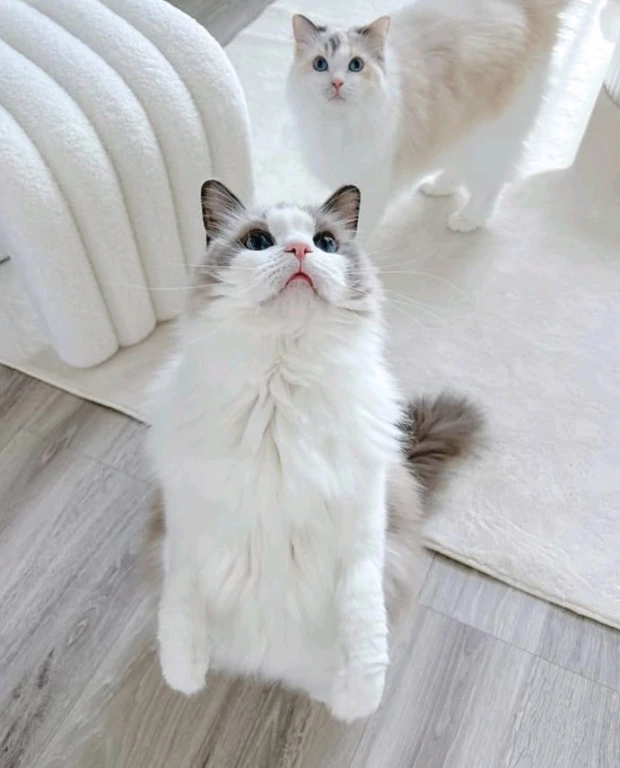 Кошечка Рэгдолл в разведение