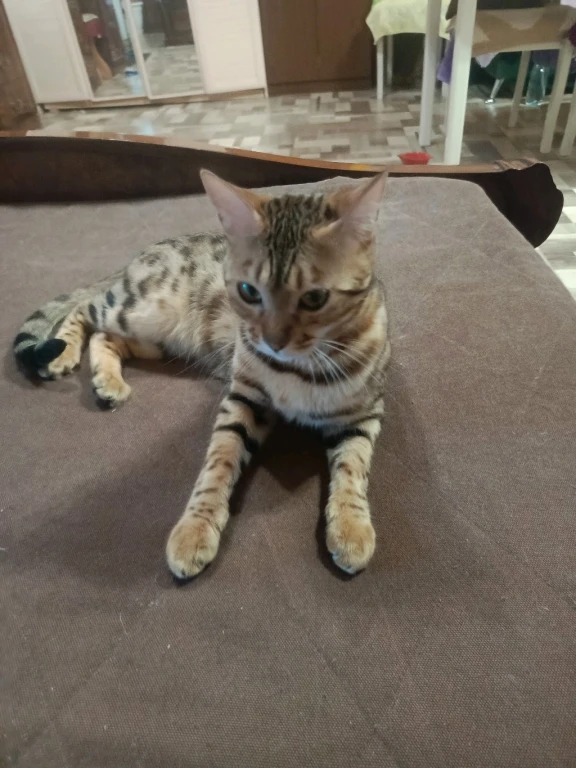 Бенгальская кошка