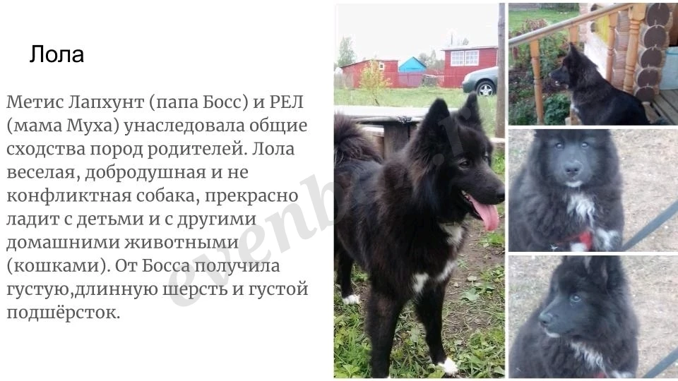 Девочка метис Лапхунт и РЕЛ