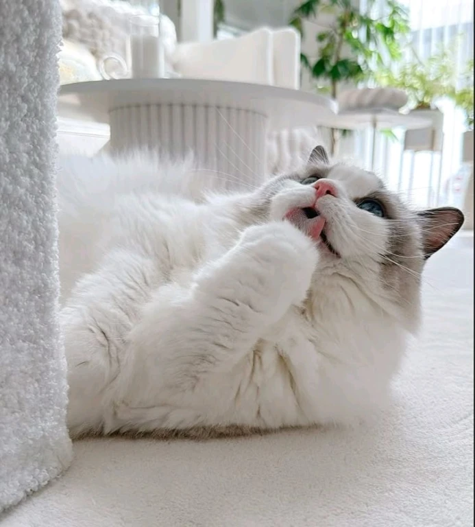 Кошечка Рэгдолл в разведение