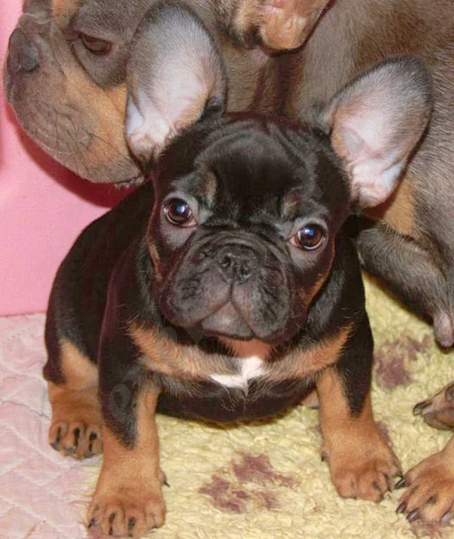Щеночки французского бульдога