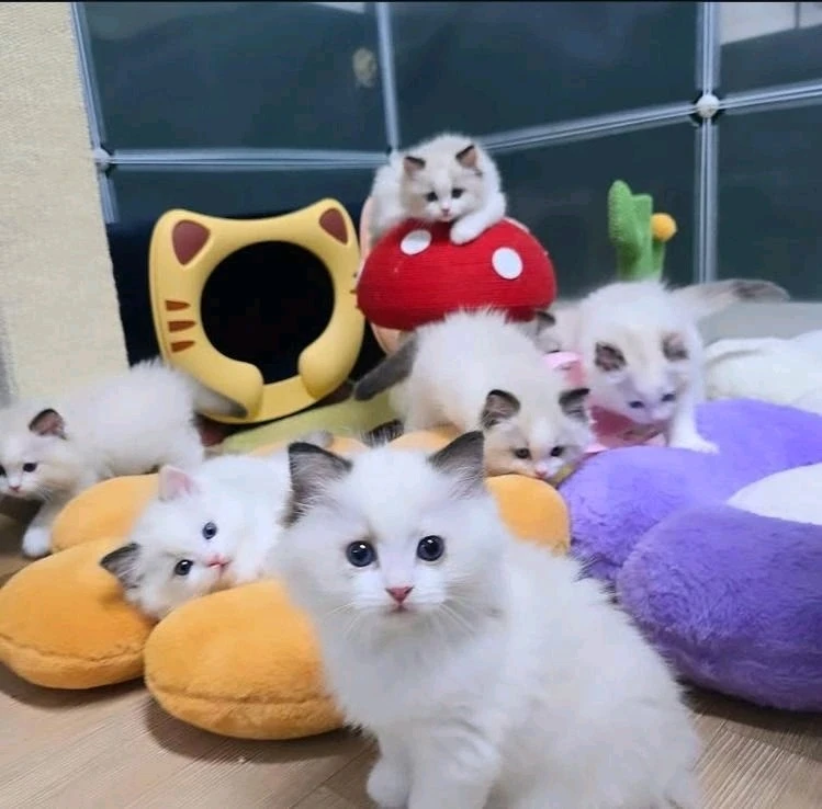 Котята Рэгдолл