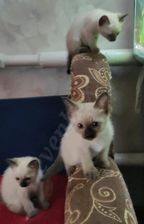 Чистокровные тайские котята