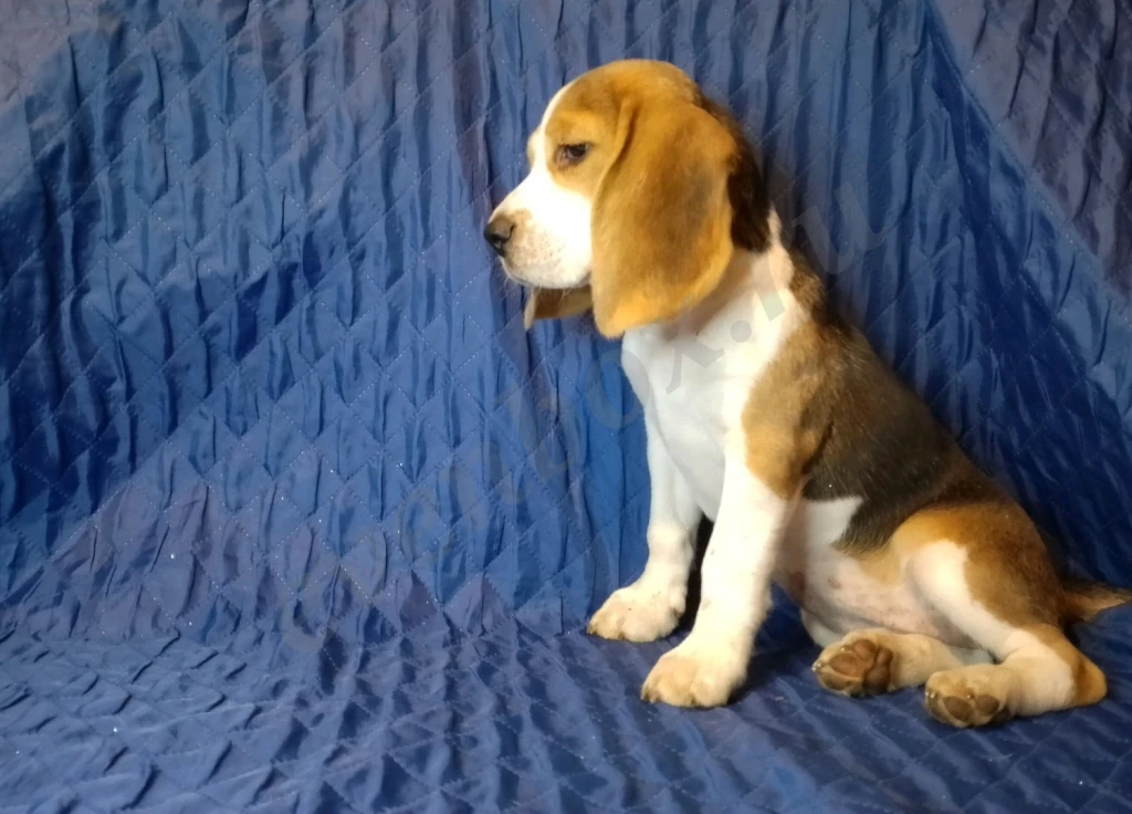 Щенок бигля