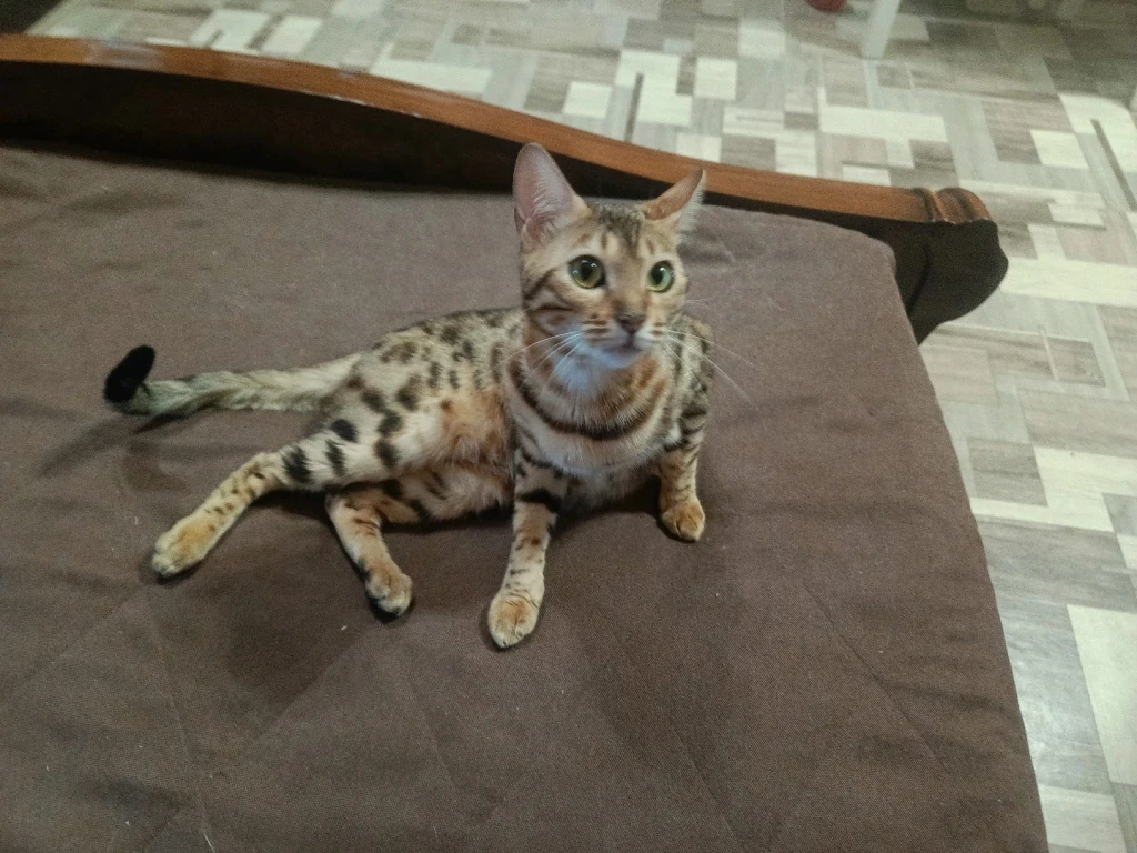 Бенгальская кошка