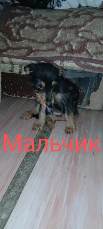 Йоркширский терьер щенки