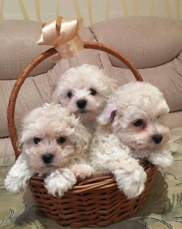 Бишон Фризе