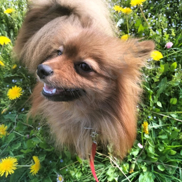 Малый немецкий шпиц