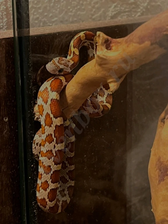 ветеринарный врач экзотолог, онлайн консультации