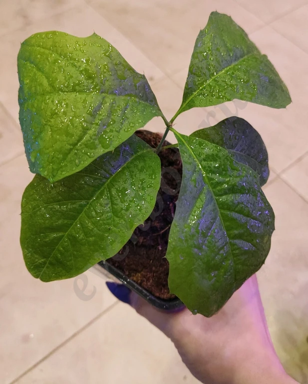 Саженцы красного дуба