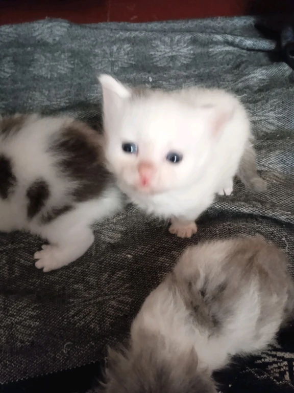 Сибирская порода