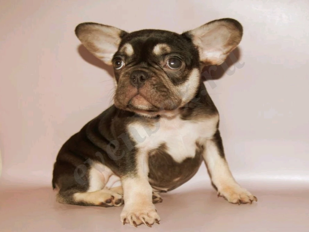 Щеночки французского бульдога