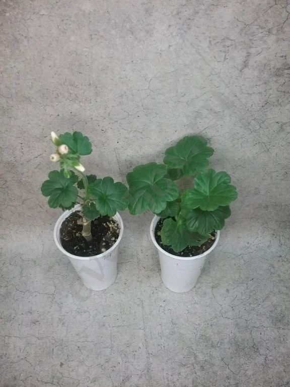 Пеларгония герань Appleblossom rosebud, Brocade salmon night