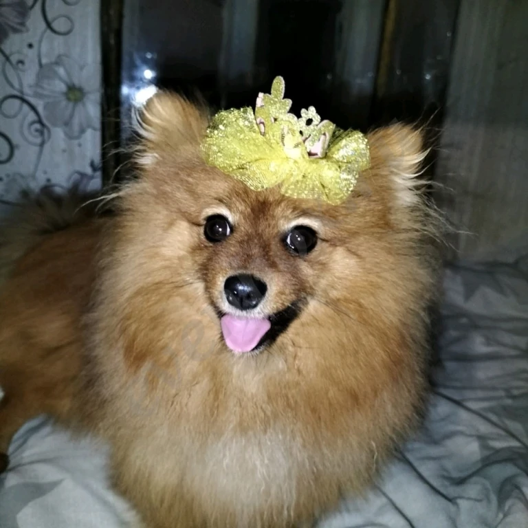 Малый немецкий шпиц