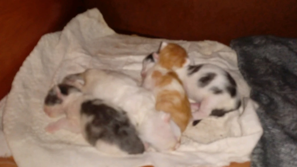 Сибирская порода