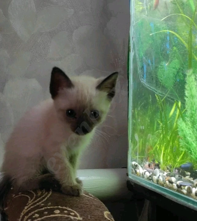 Чистокровные тайские котята