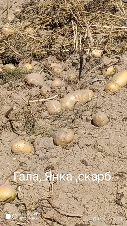 свойский картофель