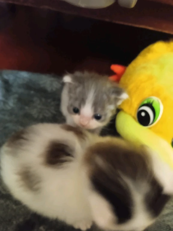 Сибирская порода