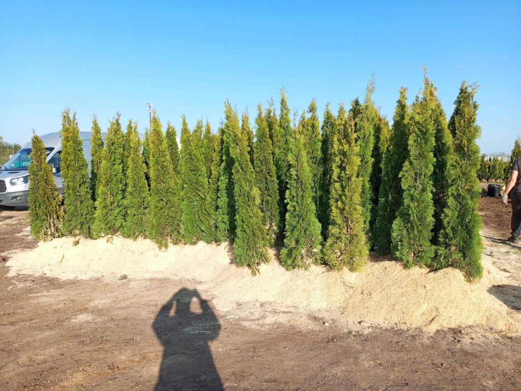 Туя Западная Смарагд 120-200 см, Туя Барабант, Ель Голубая