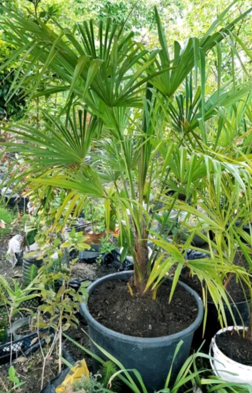 Сочинские саженецы трахикарпуса