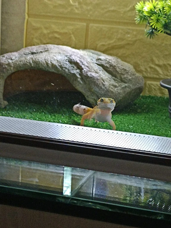 Эублефар с террариумом