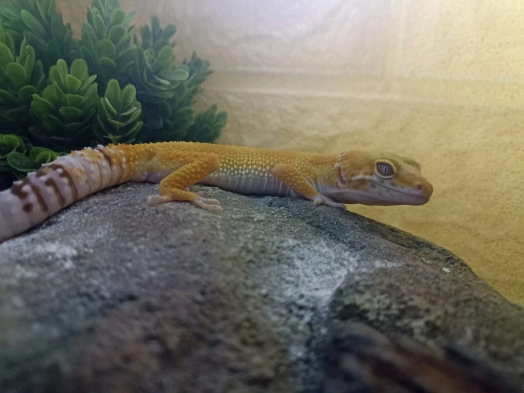 Эублефар с террариумом