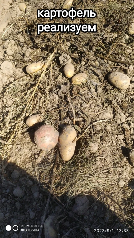 свойский картофель